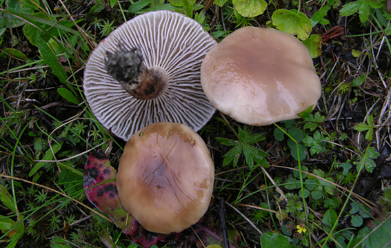 Ordine Boletales,facili Gomphidiaceae.